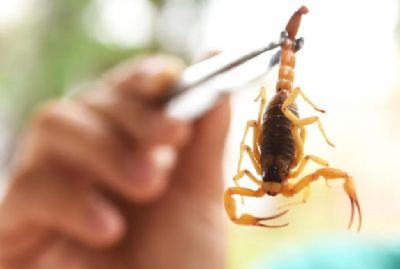 Servidora  picada por escorpio em escola estadual de Vrzea Grande