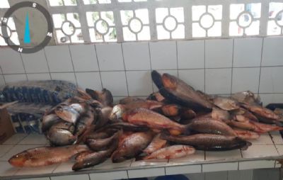 Sema apreende 87 kg de pescado ilegal e multa suspeitos em R$ 15,5 mil