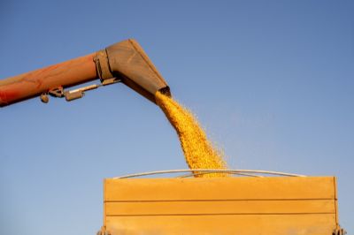 Colheita do milho da safra 2022/23 se aproxima de 100% em Mato Grosso