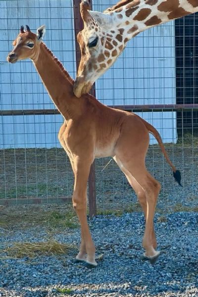 Girafa sem manchas nasce em zoolgico nos EUA