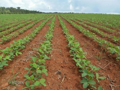Em fase inicial, plantio de soja chega a 1,82% em Mato Grosso e ser em 12 milhes de hectares