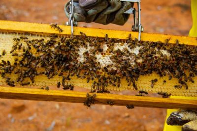 Agricultores familiares de Feliz Natal usam caixas de abelha construdas por reeducandos