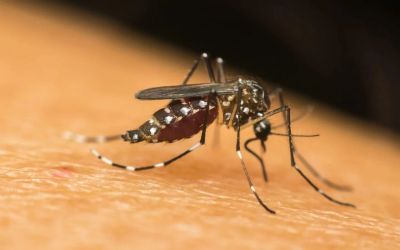 Mudanas climticas podem agravar quadro de doenas como dengue e zika