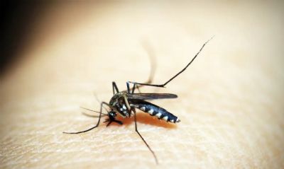 Dengue: 80% dos hospitais privados de SP tm alta em internaes