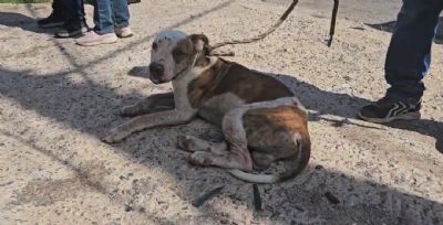 Polcia Civil constata maus-tratos de cachorro em Cuiab e dono responder pelo crime