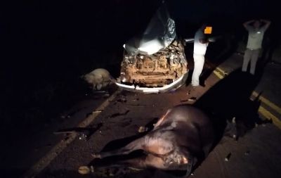 Homem mata quatro vacas atropeladas na MT-251 em Chapada dos Guimares
