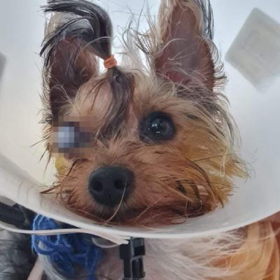 Polcia fiscaliza pet shop investigado por causar cegueira em cachorro