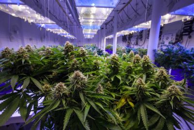 Pesquisa desenvolve condies para cultivo de cannabis medicinal em MT