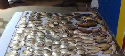 Sema apreende 119 kg de peixes de espcies proibidas e fora da medida em Santo Antnio de Leverger