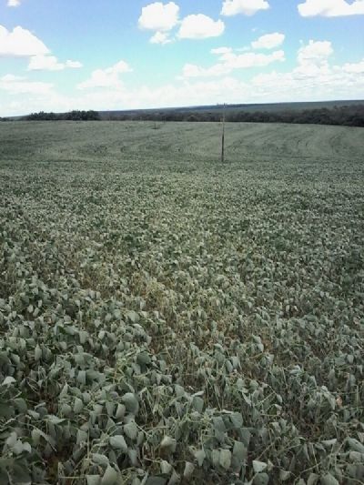 Chuvas irregulares reduzem o desenvolvimento das lavouras de soja em Mato Grosso