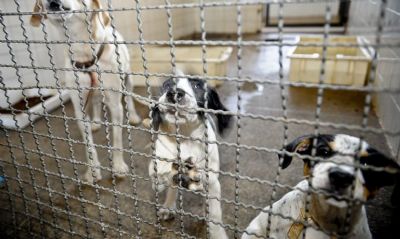 Em 3 meses, Cuiab registra quase 300 denncias de maus-tratos aos animais