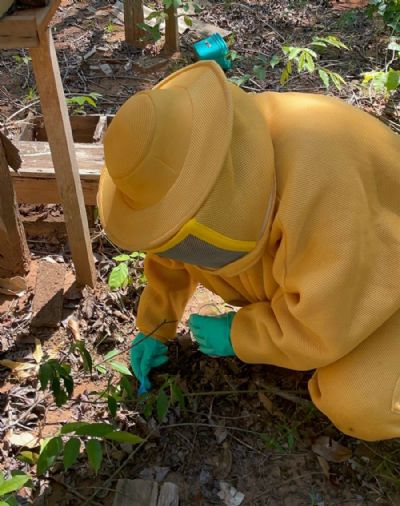 Indea investiga causa de mortandade de abelhas em Sinop
