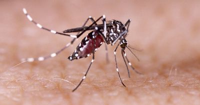 Tangar da Serra registra risco alto de infestao do mosquito Aedes aegypti