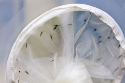 Distrito Federal tem sete mortes por dengue neste ano