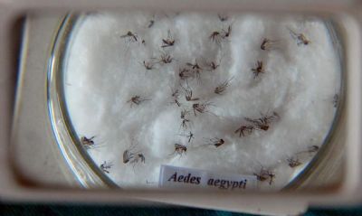 Ministrio da Sade lana campanha de combate ao Aedes aegypti
