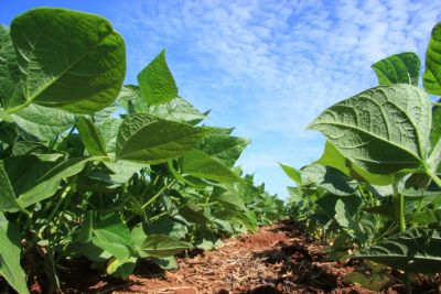 Plantio da safra da soja em Mato Grosso avana para 64,5% da rea total