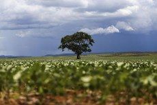 Brasil  grande potncia na agricultura e no meio ambiente, afirma ministra
