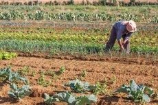 Agropecuria gerou 22.702 vagas de empregos formais em junho