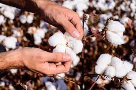 Mesmo com queda no rendimento, rea de algodo deve aumentar 22,58% em relao ao ciclo passado