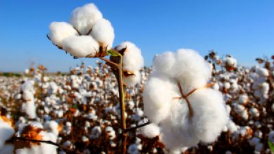 ​Colheita do algodo em Mato Grosso chega a 64% da rea