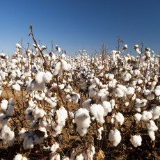 Custos com a produo de algodo apresentam queda em Mato Grosso