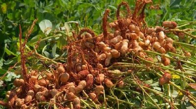 Programa de incentivo da Sedec contribui para produo de amendoim em Mato Grosso