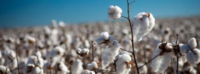 Coronavrus no afeta o mercado do algodo e produo estadual segue normal