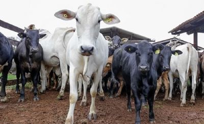 Condenado por furto de gado  preso em Vrzea Grande