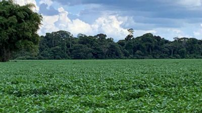Plantio de soja em Mato Grosso apresentou avano