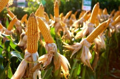 Cancelamentos superam vendas de milho da safra 2018/19 em 2,5 mil t, diz USDA