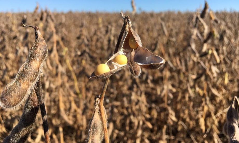 Plantio da soja em MT alcana 8,19% da rea semeada em outubro