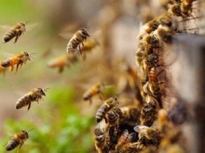 Homem morre aps ser atacado por abelhas em fazenda