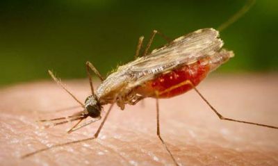 Malria: casos no Brasil esto em queda, afirma infectologista