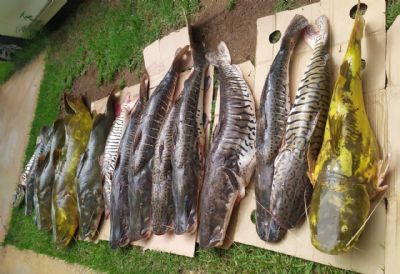 Sema apreende 150 kg de pescado ilegal em Vrzea Grande