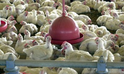 Ministrio suspende feiras de aves para evitar gripe aviria no pas
