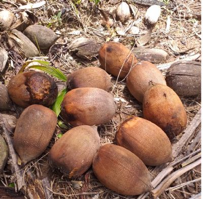 Agricultoras transformam coco do babau em fonte de renda com a produo de farinha