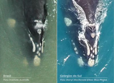 Baleia-franca identificada em SC  avistada perto da Antrtica