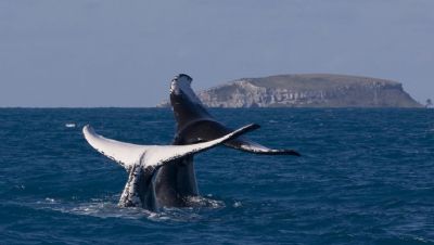 Observao de baleias movimenta turismo em estados litorneos do pas