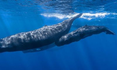 Projeto internacional quer estabelecer comunicao humana com baleias