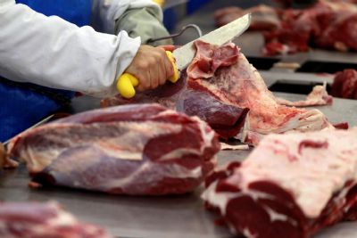 Falta de animais prontos para abate resulta em alta de 39% na arroba do boi em MT