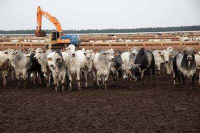 Carne bovina produzida em MT destinada  exportao alimenta 20 milhes de pessoas ao ano