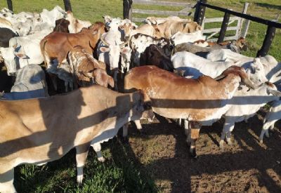 95 cabeas de gado furtadas so recuperadas em Pocon