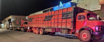 Trabalho integrado intercepta carretas com 60 bois furtados de fazenda