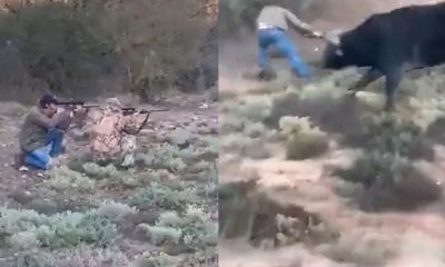 Caador mexicano atira em bfalo e depois morre com uma chifrada dele