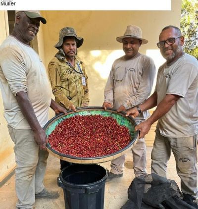 Primeira colheita de caf Robustas Amaznicos  realizada nos campos da Empaer