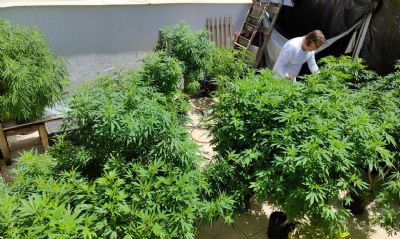 Anvisa probe importao de cannabis in natura e partes da planta