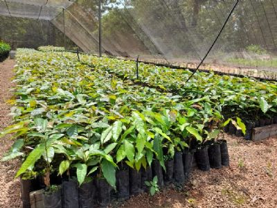 Empaer produz mudas de mogno africano e plantas nativas para arborizar diversas reas de MT