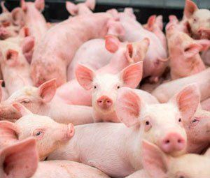 Exportaes de carne suna em Santa Catarina sobem 51% em maio