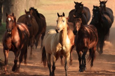 Assembleia Legislativa aprova PL que regulamenta esportes equestres em MT; veja vdeo