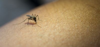 Casos de dengue aumentam no perodo de chuva e secretaria alerta moradores